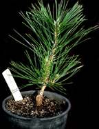 akame '01 graft
