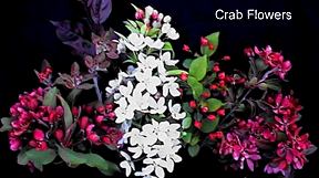 Crab Flowers