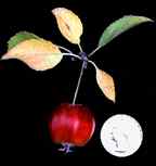 Echtermeyer Fruit