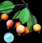 Malus Radiant Fruit