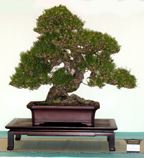 Pinus thunbergii (Mas Imazumi)