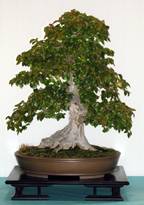 Evergreen Garden works My bible on bonsai…The best info ever for bonsai.