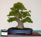 Acer buergerianum