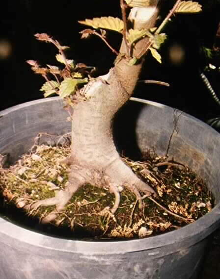 Image d'un Zelkova au tronc rabattu
