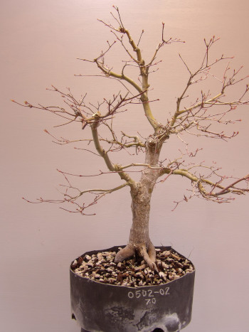 japanese maple 0502-2