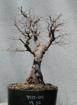 zelkova