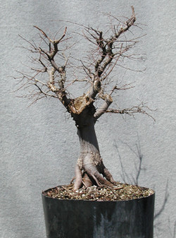 zelkova