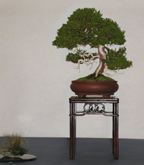 Shimpaku Juniper 