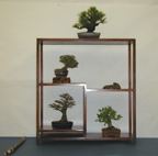 Assorted Shohin 