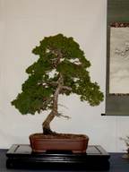 Shimpaku juniper 