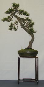 Pinus sp? 