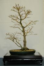 Acer palmatum 