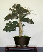 Shimpaku juniper 