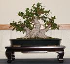 Ficus benjamina 