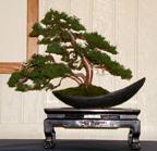 Shimpaku Juniper 