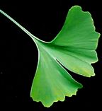 Ginkgo Leaf