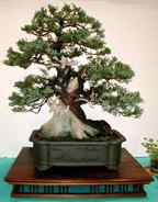 Juniperus occidentalis