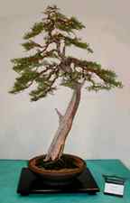 Juniperus californica