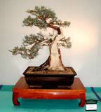 Juniperus occidentalis