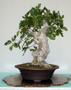 Ficus carrica 'Mission'