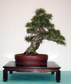 Pinus thunbergii