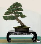 Pinus parviflora 'Majima Goyo'
