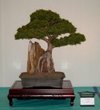 Picea jezoensis