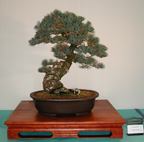 Pinus parviflora