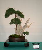 Juniperus chinensis 'Shimpaku'