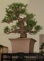 Nishiki Black Pine