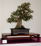 Quercus suber