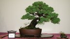 Juniperus chinensis parsonii