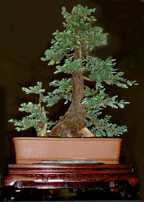 Sequoia sempervirens