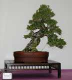 Pinus thunbergii